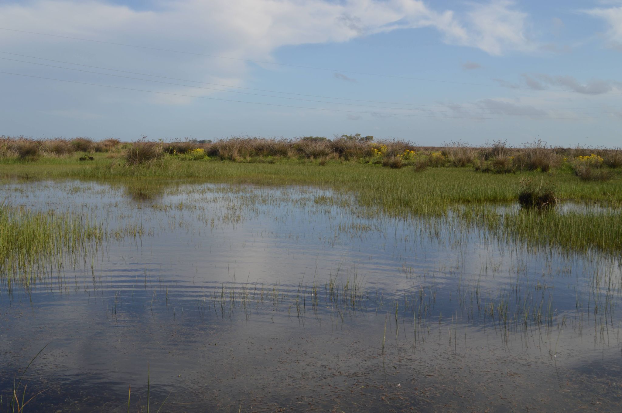 Microhabitat   Reproductively active period  Photographed by Camila Deutsch (2)